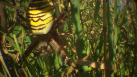 Spider with Prey in the Web Stock Footage 314851467