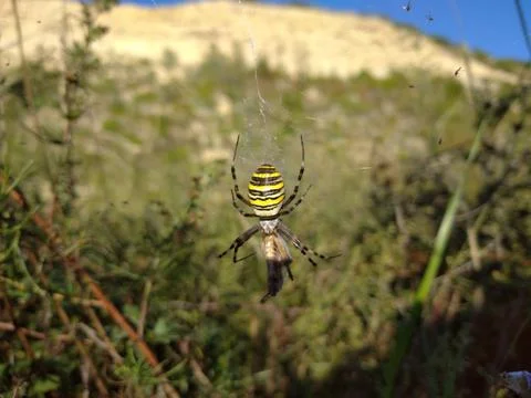 A spider with the prey in the web, sandy hill in the background Stock Photos