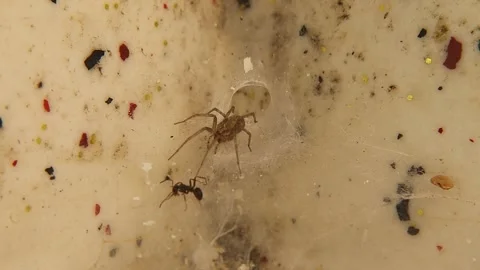 Spider preys on an ant caught in its web. Spider web in the house. Arachnids Stock Footage 287743628