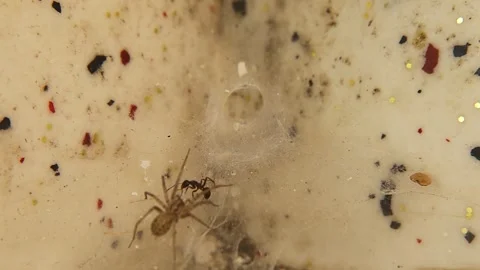 Spider preys on an ant caught in its web. Spider web in the house. Arachnids Stock Footage 287745343