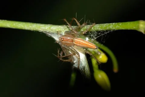 Spider protect egg case Stock Photos