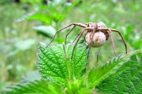 Spider protecting its cocoon Stock Photos
