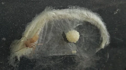 Spider protects clutch of eggs Stock Footage 51557385