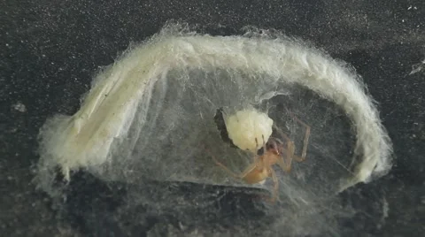 Spider protects clutch of eggs Stock-Footage 51557437