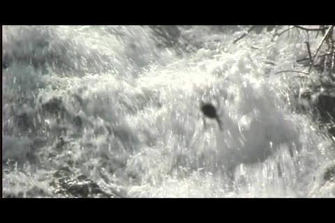 Spider pull focus Video stock 606395