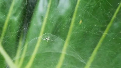 Spider pulling web on green leaf, biodiversity in rainforest. Video stock 119054482