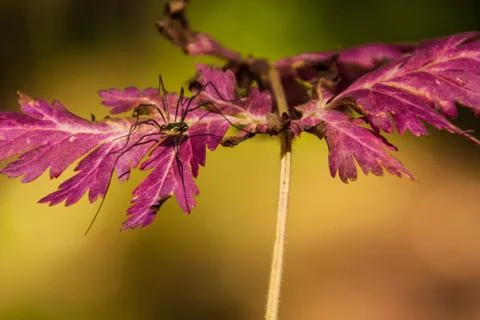 Spider on a purple leaf Stock Photos