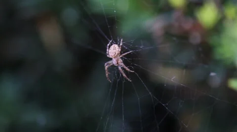 Spider Rack Focus Stock Footage 57718386