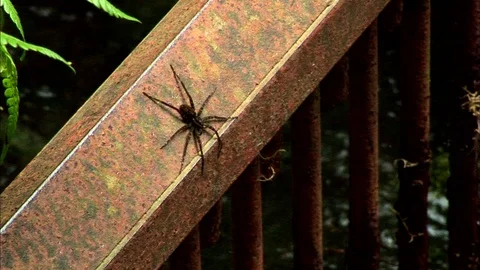 Spider on a railing 스톡 동영상 86911482