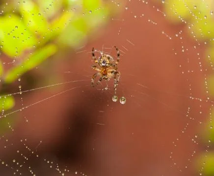 Spider in the rain Stock Photos