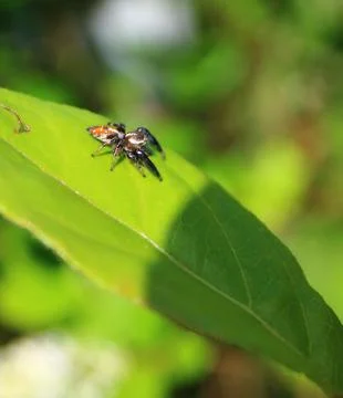 Spider ready to pounce Stock Photos