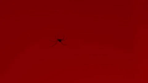 Spider in red background Stockbeeldmateriaal 252585774