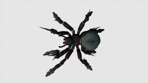 SPIDER RED TOPVIEW Alpha Loop Video stock 241486614