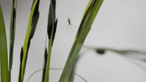 Spider on Reed Grass with Snail in Foreground 4K 60p Vídeos de archivo 334225200