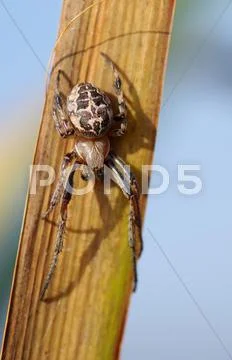 Spider on reed leaf Stock Photos