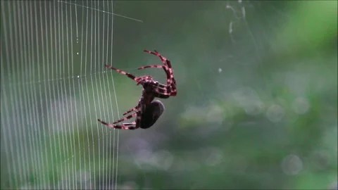 Spider Repairing Its Web Stock Footage 308190102