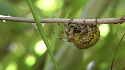 Spider on rest Stock Footage 8560189