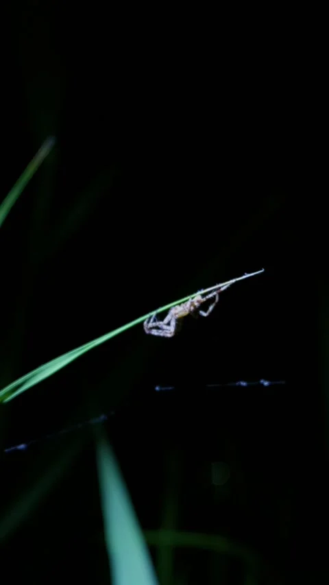 Spider Resting on Green Blade of Grass in Darkness Close-Up Stock Footage 345166949