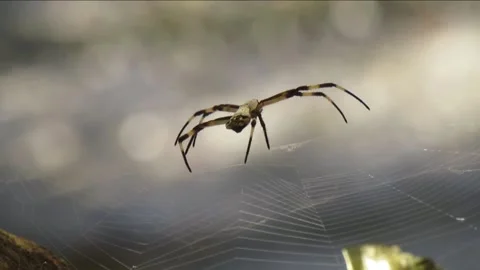 Spider Resting on Its Web - Animated Macro Scene Stock Footage 307875298