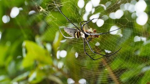 A Spider Resting in its Web Surrounded by Beautiful and Lush Greenery and Nature Stock Photos