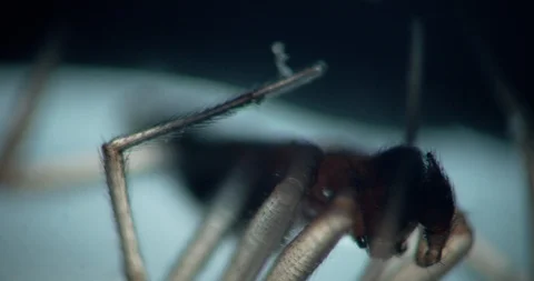 Spider resting in light box Stock Footage 114102931