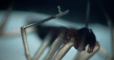Spider resting in light box, rack across legs Stock Footage 114088801