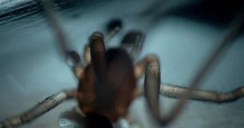 Spider resting in light box translucent Stock Footage 114102851