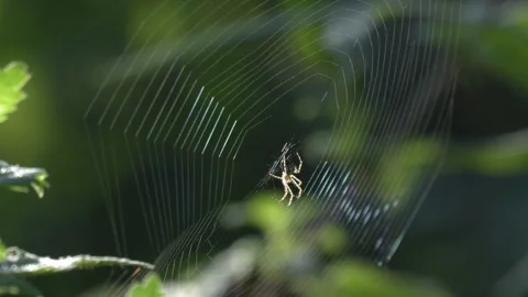 Spider Resting in Orb Web Swaying Gently in the Wind 库存影片 343535624
