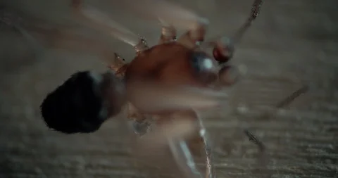 Spider resting overhead angle Stock Footage 114110520