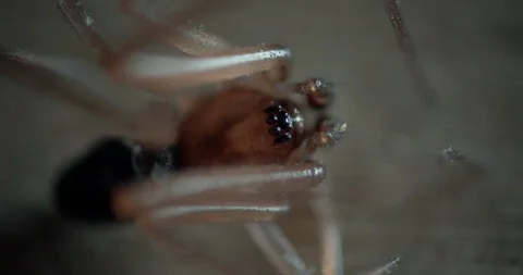 Spider resting overhead angle, legs pulled in Stock Footage 114108513