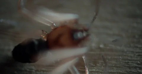 Spider resting overhead angle, rack quickly Stock Footage 114106487