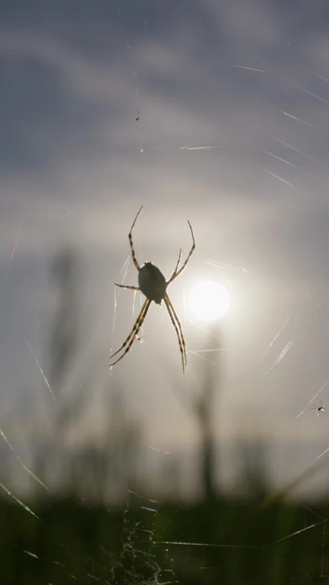 Spider Resting on Silk Web Against Bright Evening Sun Backlight Stock Footage 345165357