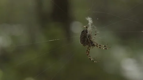 Spider resting on a spider's web Stock Footage 182975576