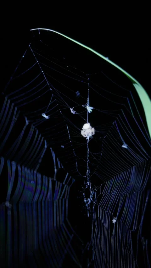 Spider Resting on Spiral Orb Web in Night Garden Close-Up Video stock 345167373