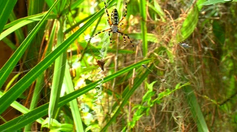 Spider Resting Stationary on Web Stock Footage 842474