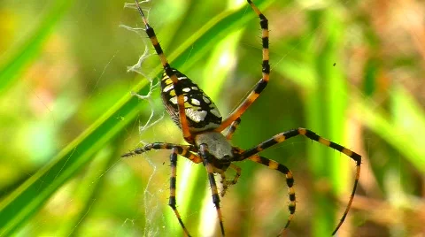 Spider Resting Stationary on Web Stock Footage 842506