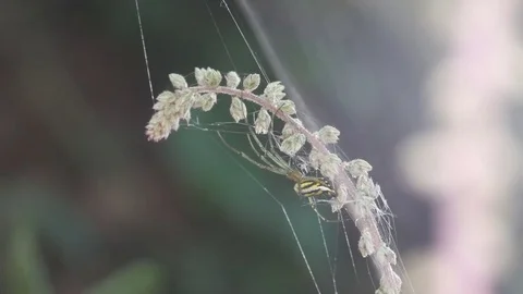 Spider resting under the flower shoot Stock Footage 83515292