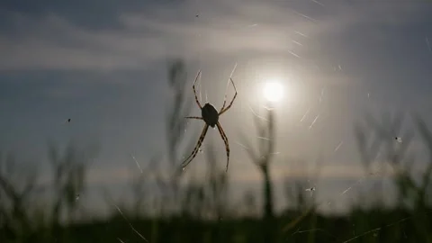 Spider Resting on Web Against Bright Sun in Grassy Meadow Stock Footage 345161353