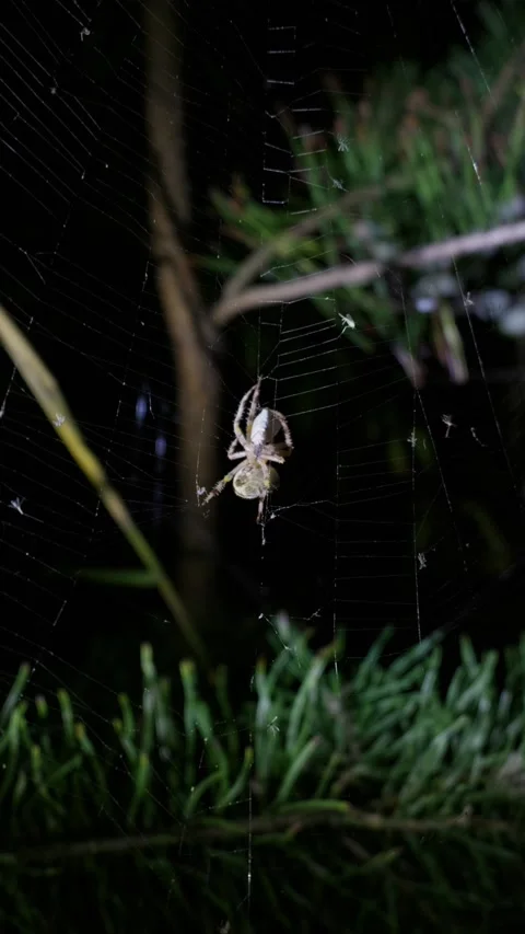 Spider Resting on Web Among Pine Needles During Nocturnal Hunt Video stock 345167674
