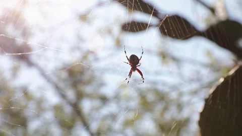 Spider resting on a web in a forest with sunlight on a blurred background Stock Footage 336605264