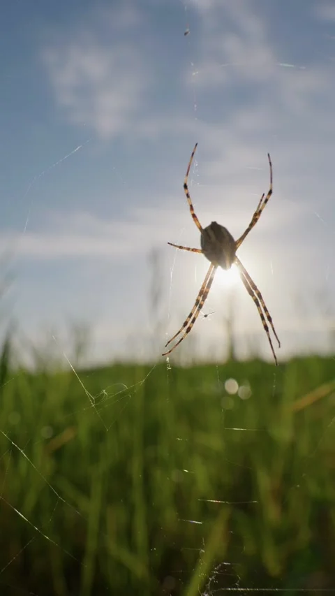 Spider Resting on Web in Grassy Meadow Field at Golden Hour Sunset Video stock 345165809