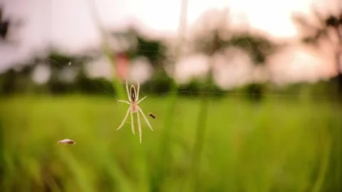 Spider resting on web in morning light, macro, 1/4 speed slow motion Video stock 307656623