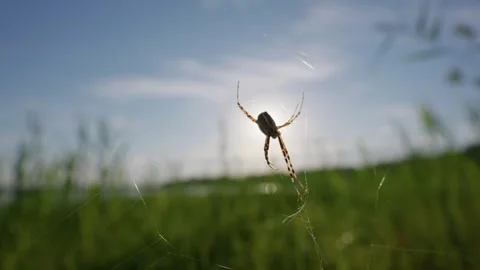 Spider Resting on Web in Rural Field with Backlit Sunlight Contrast Video stock 345162176