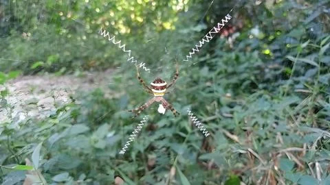 Spider resting on zigzag web. Stock Photos