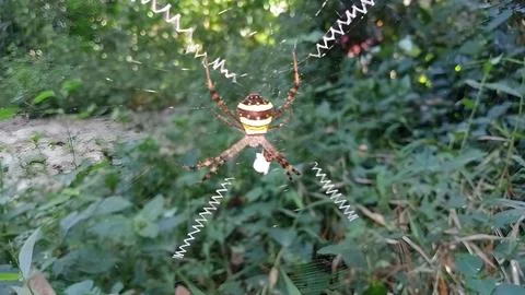 Spider resting on zigzag web. Stock Photos