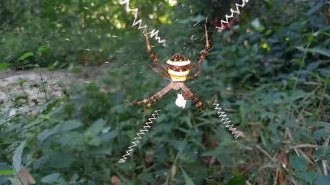 Spider resting on zigzag web. Stock Photos