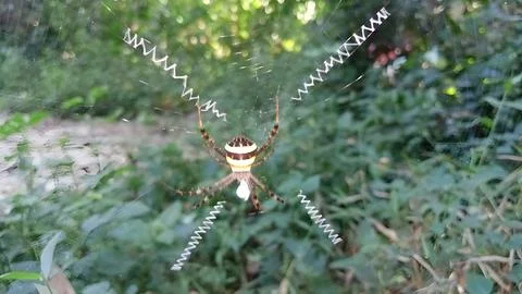 Spider resting on zigzag web. Stock Photos