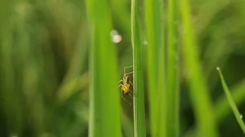 Spider in rice field Stock Footage 57542158