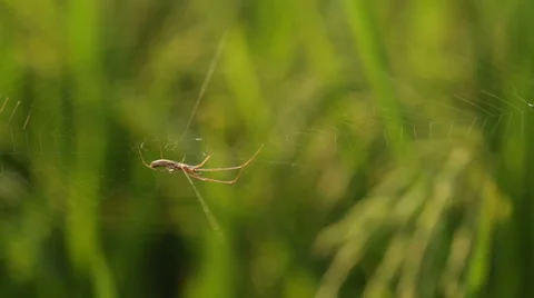 Spider in rice field Video stock 57542617