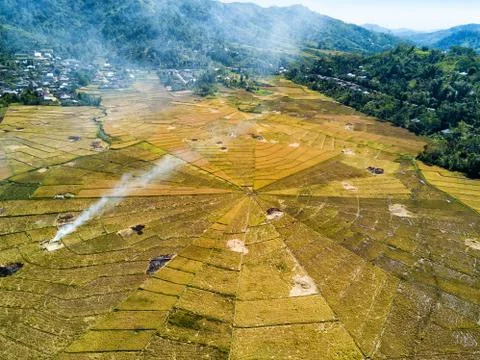 Spider Rice Fields Foto stock